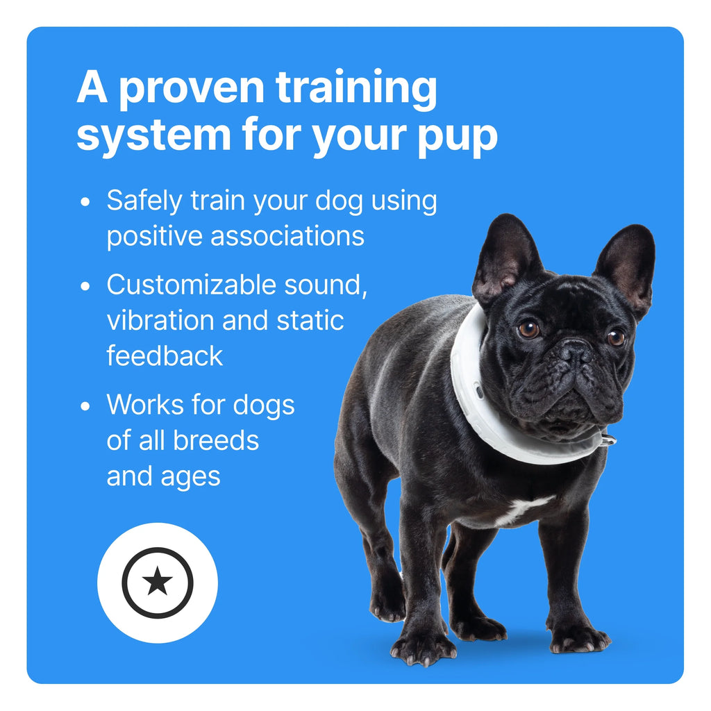 3 - Wireless GPS Dog Fence & Training Collar with Real-Time Tracking, Sunburst, Small